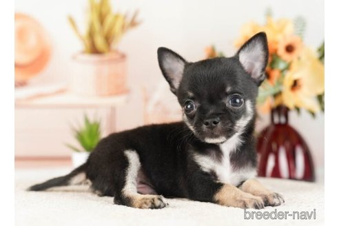 成約済の神奈川県のチワワ(ロングコート)-253859の3枚目